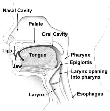 human speech production system