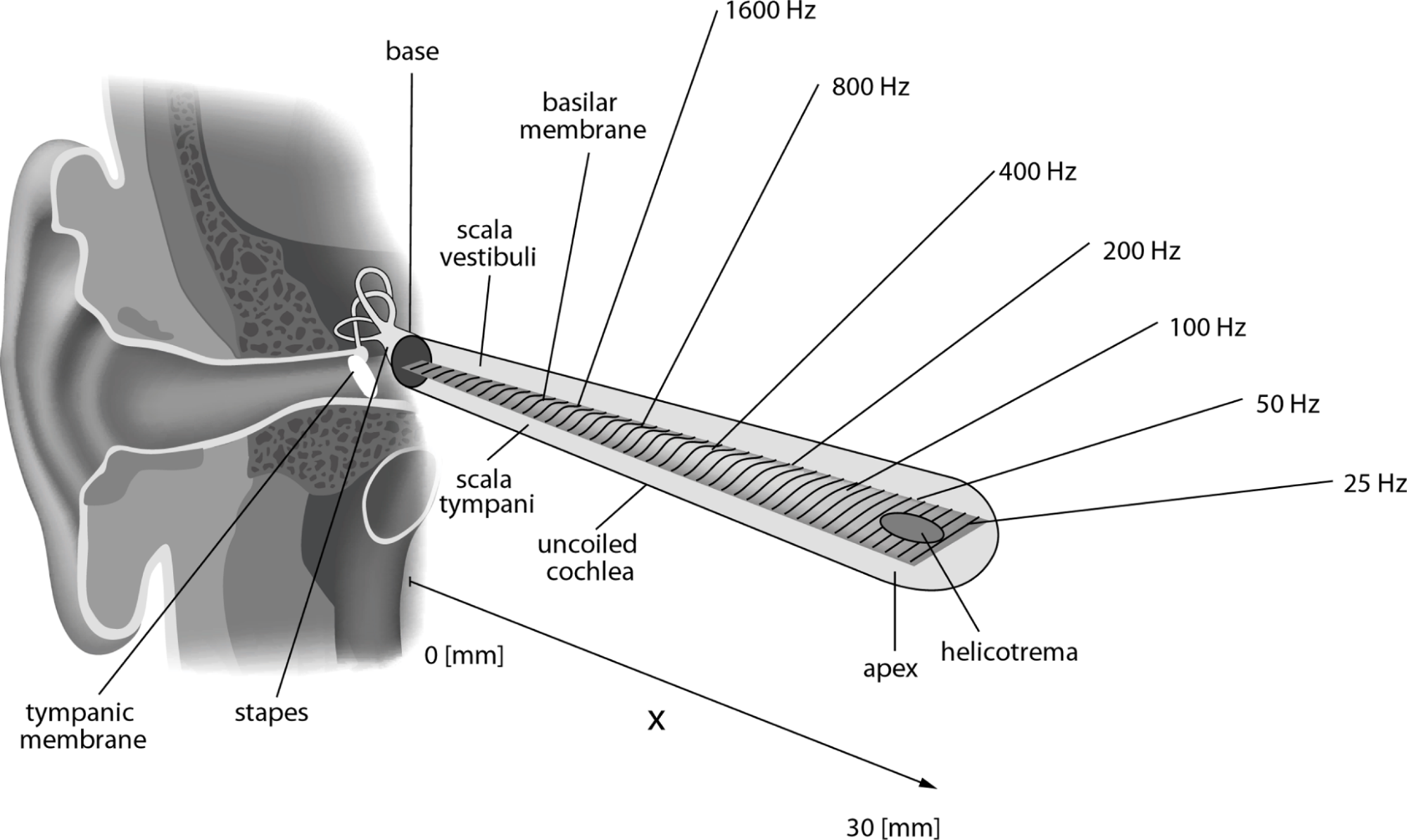 auditory system